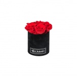 MIDI BLACK VELVET BOX WITH RED PRESERVED ROSES