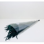 PRESERVED EUCALYPTUS - NICOLY