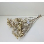 PRESERVED GYPSOPHILA - NATURAL