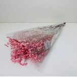 PRESERVED GYPSOPHILA - PINK