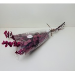 PRESERVED EUCALYPTUS - STUARTINA BERRY