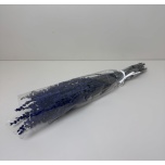 PRESERVED LAVENDER - BLUE